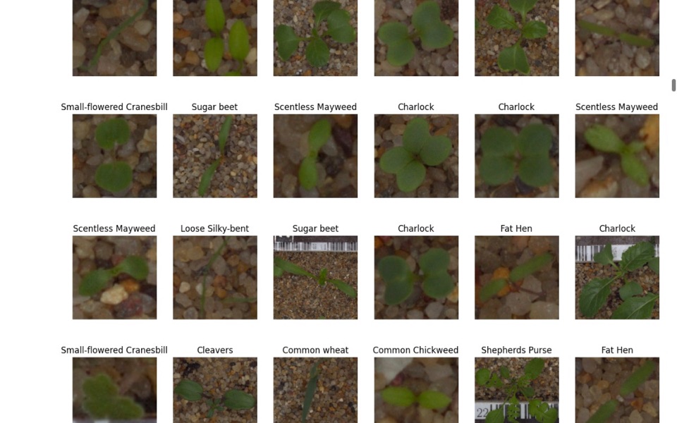 Grid of plant seedling photos labeled by species